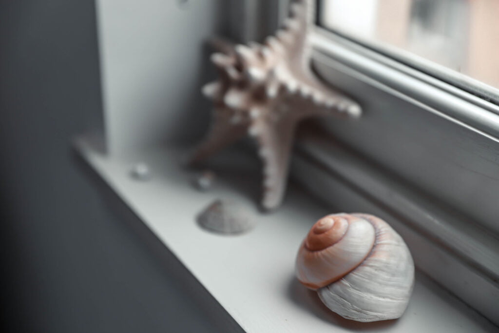 Sea shells displayed on a windowsill.